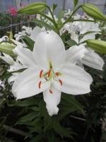 [1827 CrystalBlanca No01.JPG]